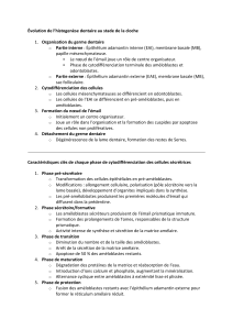 Histogenèse dentaire : Évolution au stade de la cloche