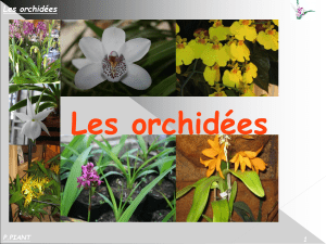 Présentation sur la classification, les caractéristiques et la culture des orchidées