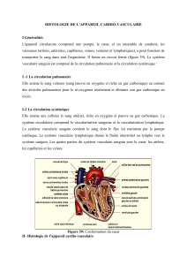 Histologie Appareil Cardiovasculaire