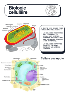 Eucaryote/procaryote