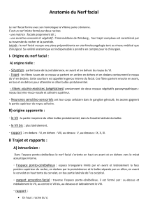 nerf facial VII anat