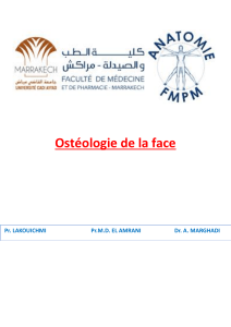Ost&eacute;ologie de la face : Anatomie des os faciaux