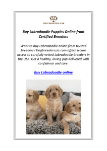 Buy Labradoodle Puppies Online from Certified Breeders