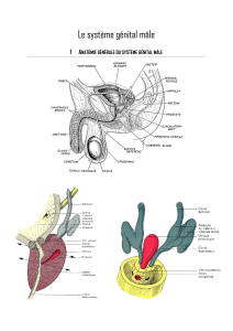Le systeme génital masculin