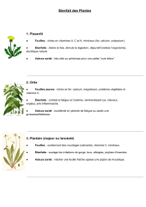 Bienfaits des Plantes : Guide Santé Naturelle
