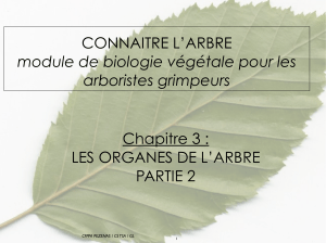 Biologie de l'arbre : Rameaux, tronc et sèves