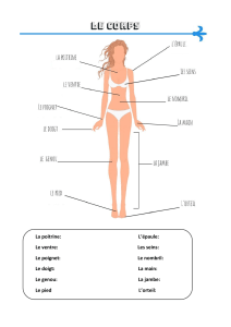 Le corps humain (vocabulaire)