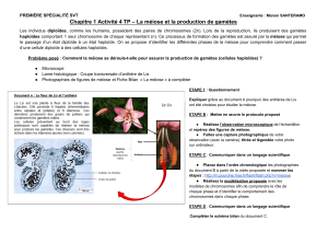 TP SVT Première Spécialité : Méiose et production de gamètes