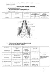Anatomie des Muscles du Membre Inférieur - Cours de Médecine