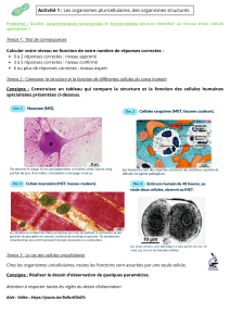 Activité Biologie : Cellules Spécialisées et Organismes Unicellulaires