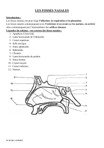 anato2an27-fosses nasales