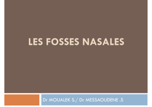 Les Fosses Nasales: Anatomie, Fonctions, Sinus Paranasaux