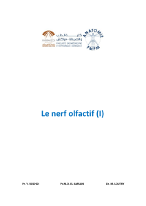 Le nerf olfactif (I) : Anatomie, Fonction et Pathologies | Cours Médical