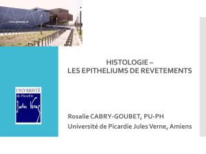 Histologie: Les Épithéliums de Revêtements - Classification & Exemples