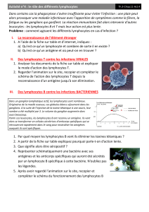 Activité sur les lymphocytes : rôle dans l'immunité