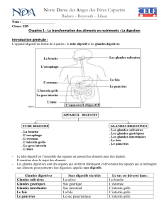 Digestion humaine : transformation des aliments en nutriments - Chapitre 1