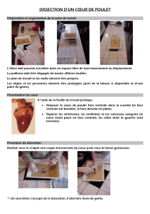 Document TP coeur