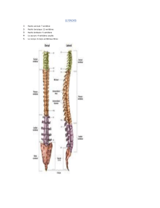 Anatomie du Rachis Humain: Vertèbres Cervicales, Thoraciques, Lombaires