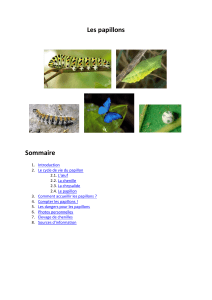 Les Papillons : Cycle de Vie, Classification et Écologie