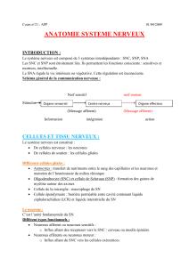 Anatomie du Système Nerveux : SNC, SNP, SNA et Cellules Nerveuses