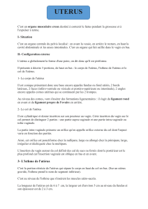 Anatomie de l'ut&eacute;rus : cours complet