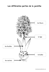 Parties de la jacinthe : Feuille de travail pour enfants