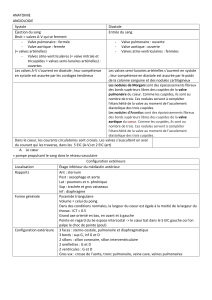 Anatomie et Angiologie : Le Cœur et les Vaisseaux Sanguins