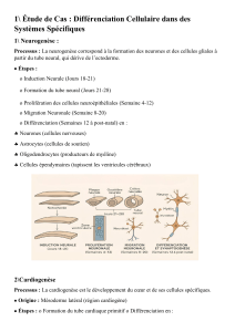 Différenciation Cellulaire: Neurogenèse, Cardiogenèse & Techniques d'Étude
