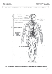 1-support-lecon-1-organisation-du-systeme-nerveux (1)