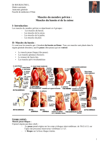 Muscles du Membre Pelvien : Bassin et Cuisse - Anatomie Générale