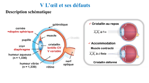 L'œil et ses défauts : Schéma de l'anatomie et des troubles de la vision