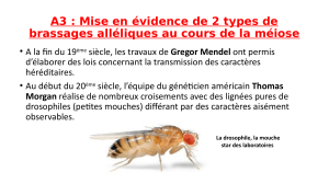 Brassages Alléliques : TP de Génétique en Drosophile