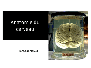Anatomie du cerveau : Pr&eacute;sentation d&eacute;taill&eacute;e