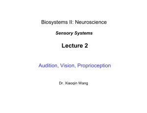 Audition, Vision, Proprioception: Sensory Systems Lecture