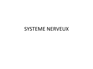 Syst&egrave;me Nerveux : Anatomie et Physiologie