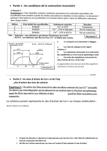 Contraction musculaire : exercices et questions