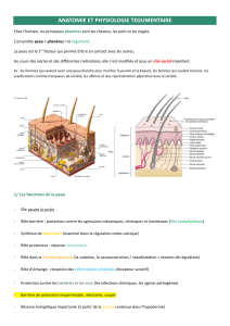 Anatomie et Physiologie T&eacute;gumentaire : Peau, Fonctions, Cellules