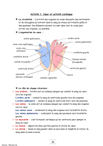 Cœur et système cardiovasculaire : Cours de sciences