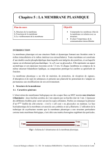 La Membrane Plasmique : Structure, Fonctions et Propriétés