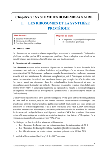 Ribosomes & Synthèse Protéique : Support de Cours