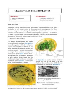 Chloroplastes : Structure, Fonction et Photosynthèse | Cours Biologie Cellulaire