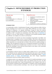 Mitochondrie et production d'énergie : Cours de biologie cellulaire