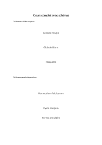 Cours de Biologie: Schémas Cellules Sanguines et Parasite Paludisme