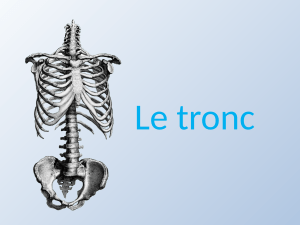 Anatomie du Tronc : Colonne Vert&eacute;brale, Cage Thoracique et Muscles