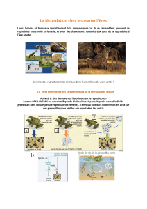 La fécondation chez les mammifères