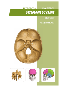 L'ost&eacute;ologie du crane