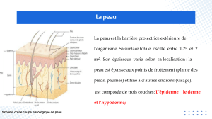 Structure et fonctions de la peau humaine