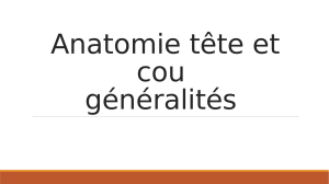 Anatomie T&ecirc;te et Cou : R&eacute;gions et Muscles