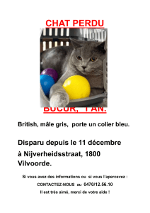 Vermiste Kat: Bucur in Vilvoorde