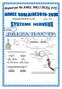 Exercices SVT Syst&egrave;me Nerveux Terminale